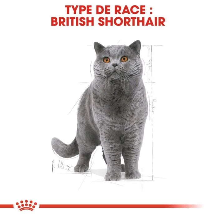 Royal Canin British Shorthair Per Gatto Adulto 4 Kg - immagine 3