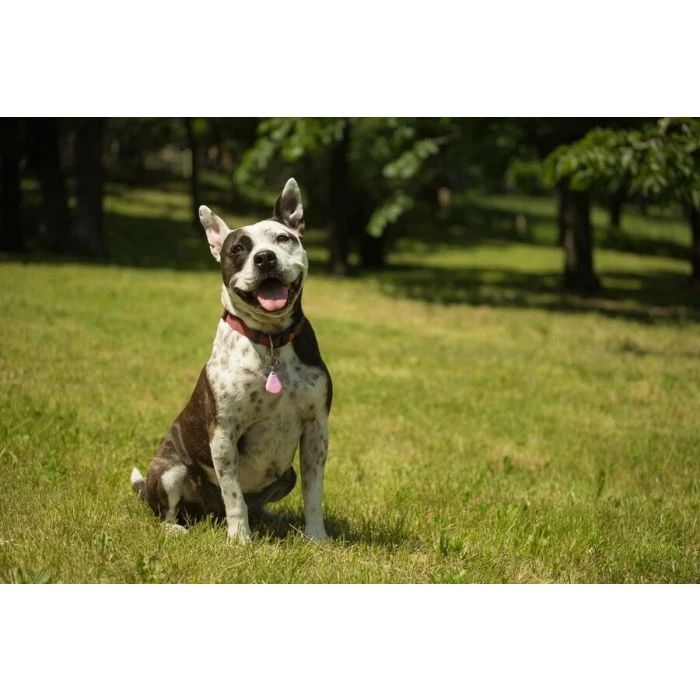 Tickless Pet Rosa A Pile - immagine 3